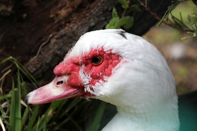 杜锋不会用的球员，他却点石成金！球迷：很遗憾没法当中国男篮主教练