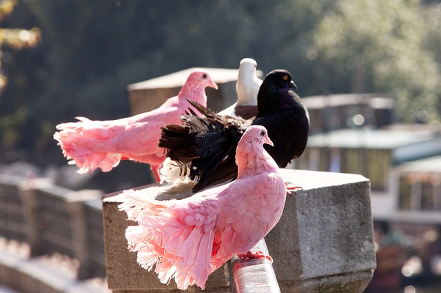 和优异的心 和优异的心