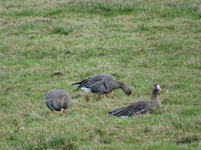 索博斯洛伊 索博斯洛伊